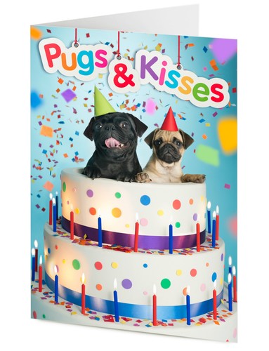 Pugs kisses two pug dogs - 'pugs,