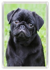 PUG BLACK HEAD STUDY CHARMING