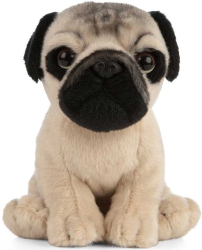 Living nature pug puppy - nature,