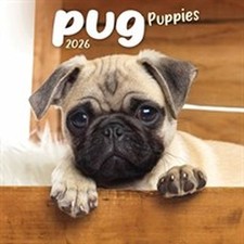 Pug Puppies Mini 2026 calendar
