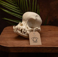 pug skull replica, anatomical