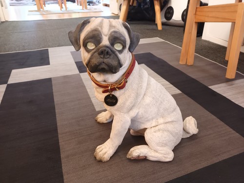 Pug puppy country - puppy,