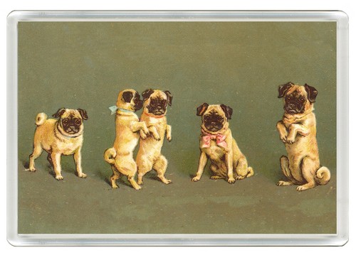 Pug dog fridge - pug,