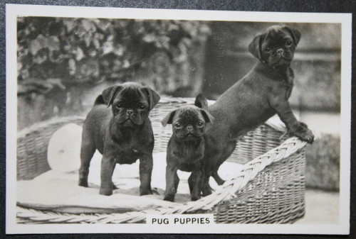 Pug puppies vintage 1939 - ,